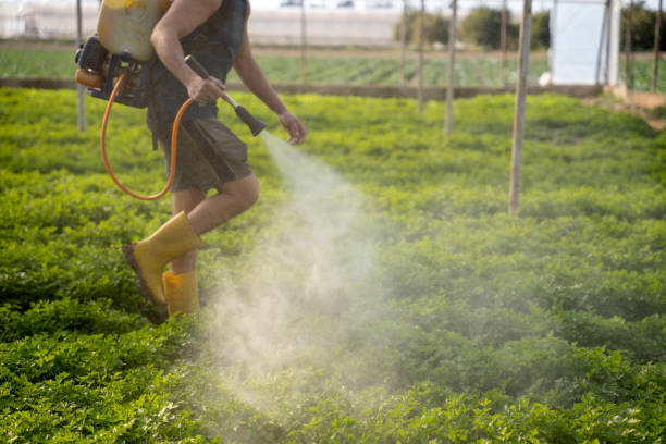 Best Mosquito Control Services  in Senath, MO