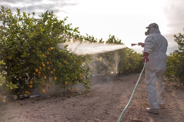 Best Insect Control  in Senath, MO