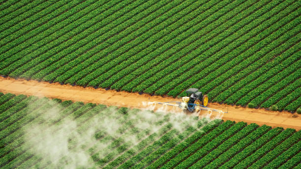 Best Pest Control for Businesses  in Senath, MO